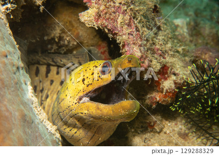 A close-up photo of a yellow Fimbriated moray with open mouth looking out from a coral reef 129288329
