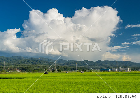 《新潟県》夏の田園風景・長岡の大地 129288364