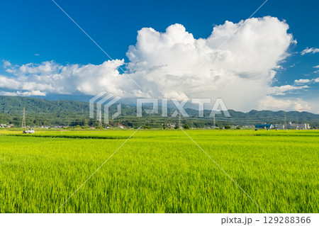 《新潟県》夏の田園風景・長岡の大地 129288366