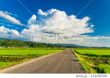 《新潟県》夏の田園風景・長岡の大地 129288368