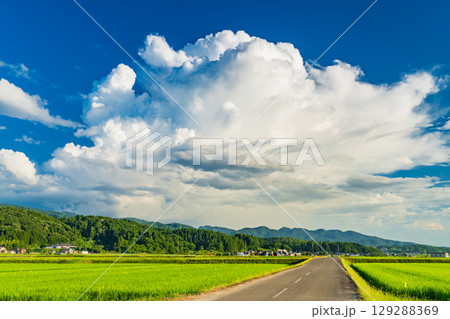 《新潟県》夏の田園風景・長岡の大地 《新潟県》夏の田園風景・長岡の大地 129288369