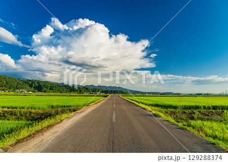 《新潟県》夏の田園風景・長岡の大地 129288374