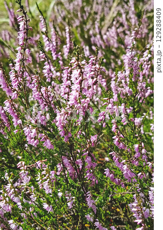 Heather blossoms in soft lilac hues, heather stems weave upward through sunlight, heather creates layered floral pattern blending gentle color and fine natural texture Heather blossoms in soft lilac hues, heather stems weave upward through sunlight, heather creates layered floral pattern blending gentle color and fine natural texture 129288409