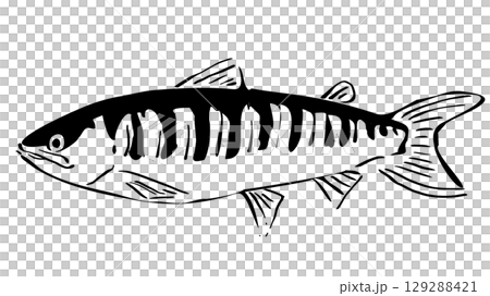 簡單的鮭魚插圖 129288421