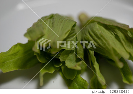 フキノトウ 129288433