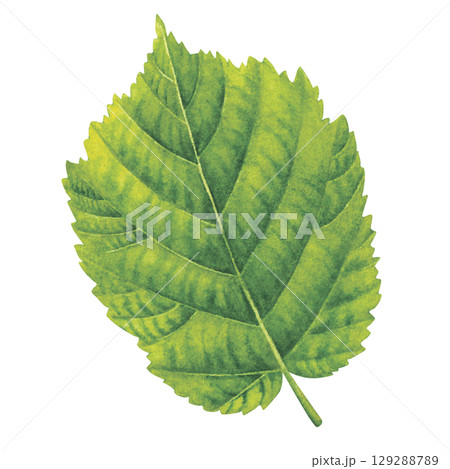 Green fresh leaf of hazelnut. Hand drawn botanical watercolor painting of forest filbert nut tree greenery isolated on white background. Botanical drawing for packaging, labels, invitations, cards. Green fresh leaf of hazelnut. Hand drawn botanical watercolor painting of forest filbert nut tree greenery isolated on white background. Botanical drawing for packaging, labels, invitations, cards. 129288789