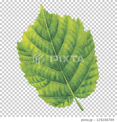Green fresh leaf of hazelnut. Hand drawn botanical watercolor painting of forest filbert nut tree greenery isolated on white background. Botanical drawing for packaging, labels, invitations, cards. Green fresh leaf of hazelnut. Hand drawn botanical watercolor painting of forest filbert nut tree greenery isolated on white background. Botanical drawing for packaging, labels, invitations, cards. 129288789