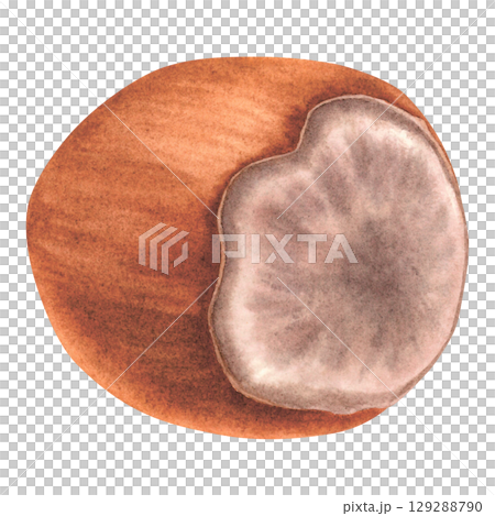 Whole hazelnut, rear view. Hand drawn watercolor illustration of forest filbert nut with shell on isolated background. Botanical drawing of vegan food perfect for label, logo, packaging design. 129288790