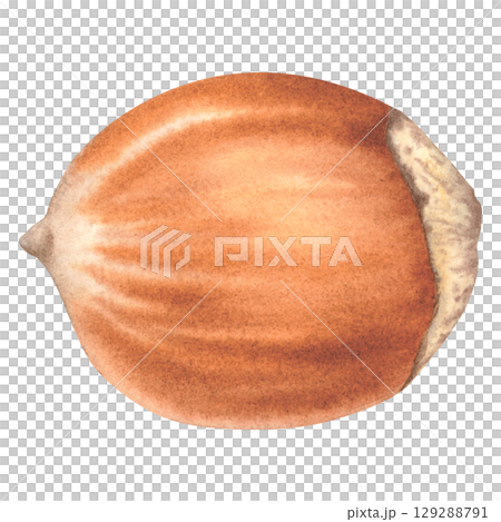Whole hazelnut, side view. Hand drawn watercolor illustration of forest filbert nut with shell on isolated background. Botanical drawing of vegan food perfect for label, logo, packaging design. 129288791
