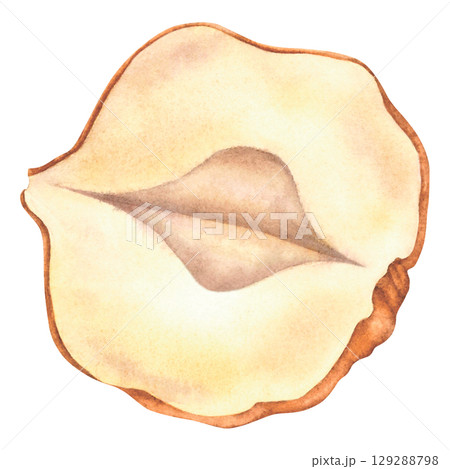 Hazelnuts split in half without shell. Hand drawn watercolor illustration of forest filbert nut on isolated background. Botanical drawing of vegan food perfect for label, logo, packaging design. 129288798