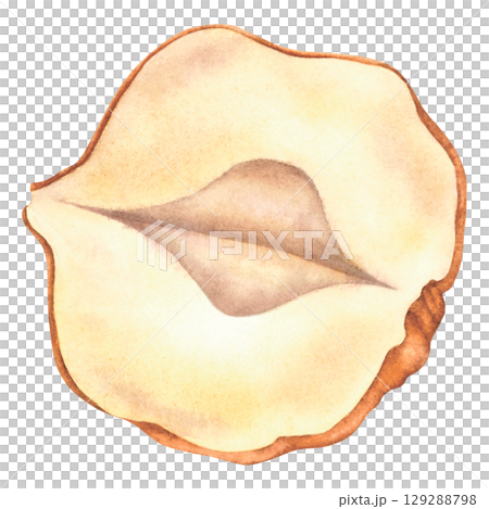Hazelnuts split in half without shell. Hand drawn watercolor illustration of forest filbert nut on isolated background. Botanical drawing of vegan food perfect for label, logo, packaging design. 129288798