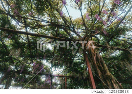 咲き始めの藤の花 咲き始めの藤の花 129288958