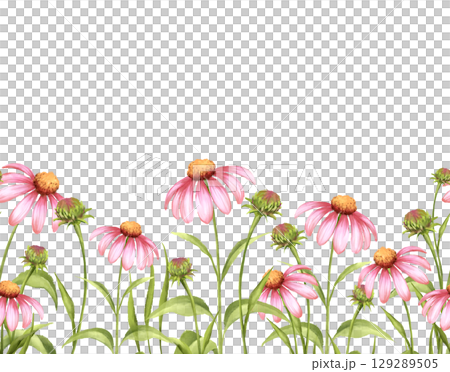 Pink Echinacea Seamless Border Pattern 129289505
