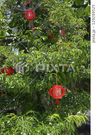 Red traditional Buddhist lanterns on a tropical tree at Hua Da Bao Monastery, in Nha Trang, Vietnam 129289525