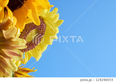 青空を背景に咲くひまわり花 129290033