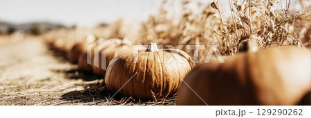 Rows of bright pumpkins sit in a sunlit field surrounded by dried crops. The golden hues represent the essence of autumn, creating a warm and inviting atmosphere for harvest season activities Rows of bright pumpkins sit in a sunlit field surrounded by dried crops. The golden hues represent the essence of autumn, creating a warm and inviting atmosphere for harvest season activities 129290262