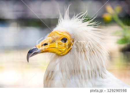 Egyptian vulture close-up detail. White vulture with yellow bill 129290598