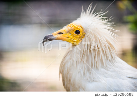 Egyptian vulture close-up detail. White vulture with yellow bill 129290599