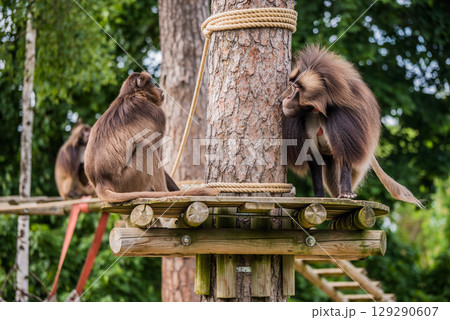 Gelada baboon Theropithecus gelada, the bleeding-heart monkey. Female and male 129290607