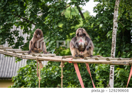 Gelada baboon Theropithecus gelada, the bleeding-heart monkey. Female and male 129290608