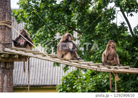 Gelada baboon Theropithecus gelada, the bleeding-heart monkey. Female and male 129290610