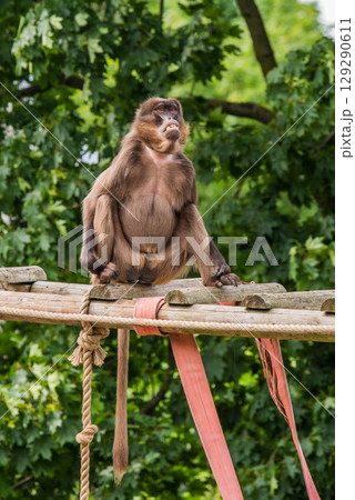 Female Gelada baboon Theropithecus gelada, the bleeding-heart monkey or the gelada baboon 129290611