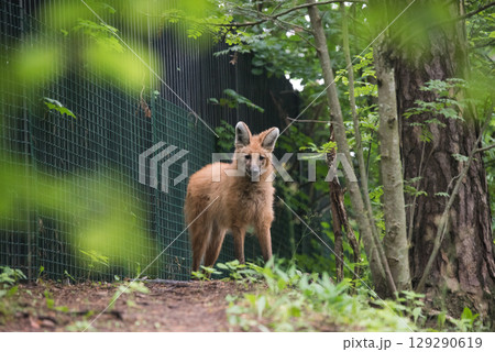 Maned wolf in the zoo 129290619