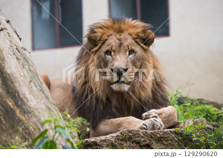Male lion resting full body facing forward 129290620