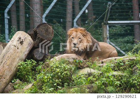 Male lion resting full body facing forward Male lion resting full body facing forward 129290621