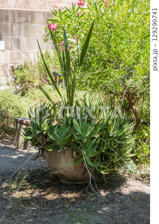 Aloe arborescens grows in Rhodes Aloe arborescens grows in Rhodes 129290741