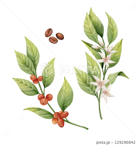 Botanical illustration of a coffee plant - leaves, flowers, red cherries, and roasted beans 129290842