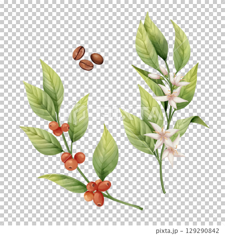 Botanical illustration of a coffee plant - leaves, flowers, red cherries, and roasted beans 129290842