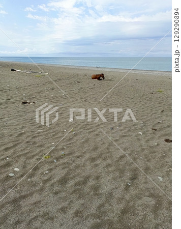 A brown horse peacefully resting on the shore of a calm sea with copy space 129290894