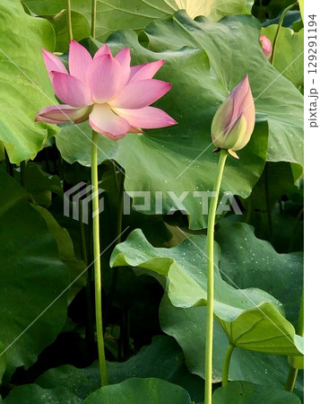 pink lotus flower in pond 129291194