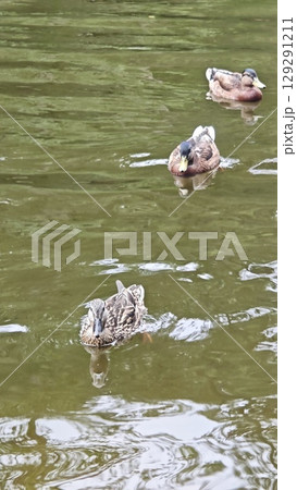 Three wild ducks swim peacefully on a calm greenish lake surface, creating gentle ripples 129291211