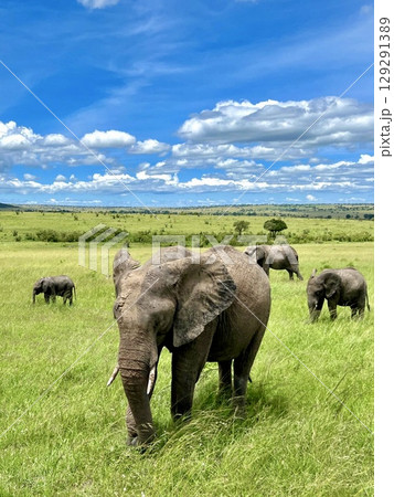 elephant in protected nature park elephant in protected nature park 129291389