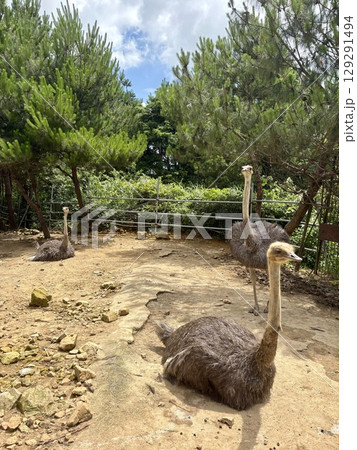 ostrich standing in the zoo ostrich standing in the zoo 129291494