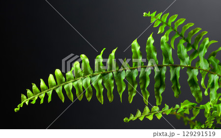 Green fern plant on a black background. 129291519