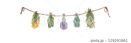 Different herbs drying hanging on a rope. Chamomile, blue tansy, lavender, sage, lemon balm watercolor isolated on white. High quality art for cards, packages, folk medicine recipes, herbal design Different herbs drying hanging on a rope. Chamomile, blue tansy, lavender, sage, lemon balm watercolor isolated on white. High quality art for cards, packages, folk medicine recipes, herbal design 129291661