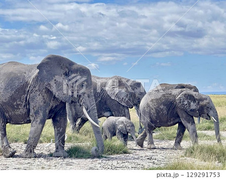 elephant drinking from a water 129291753