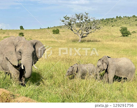 elephant starring at the camera 129291756