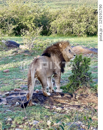 lion in the grass 129291790