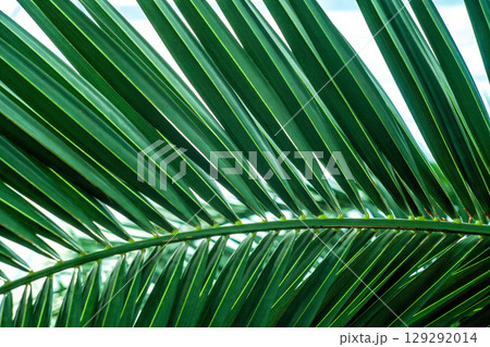 Green palm leaf close up. Green tropical leaves vein background, selective focus 129292014