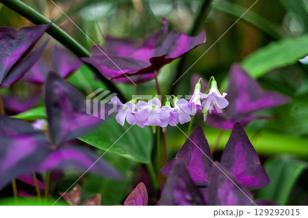 False shamrock white flowers growing in garden. Oxalis triangularis (woodsorrel) plant, soft focus 129292015