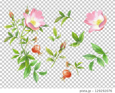 Rosehip set composition. Handmade watercolor art work. For packaging design, cards, cover, prints, product labels and fabric. Rosehip set composition. Handmade watercolor art work. For packaging design, cards, cover, prints, product labels and fabric. 129292076