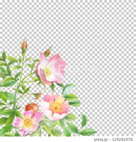 Corner frame of rosehip. Handmade watercolor art work. For packaging design, cards, cover, prints, product labels and fabric. Corner frame of rosehip. Handmade watercolor art work. For packaging design, cards, cover, prints, product labels and fabric. 129292078