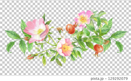 Banner of rosehip. Handmade watercolor art work. For packaging design, cards, cover, prints, product labels and fabric. 129292079