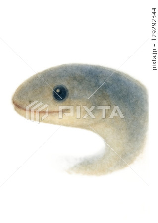 うなぎの顔のイラスト 129292344