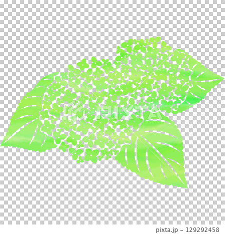 美麗的繡球花圖示圖像插圖的水彩圖案 129292458