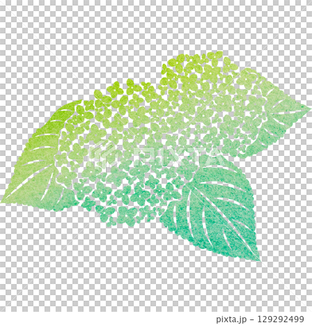 美麗的繡球花圖示圖像插圖的水彩圖案 129292499